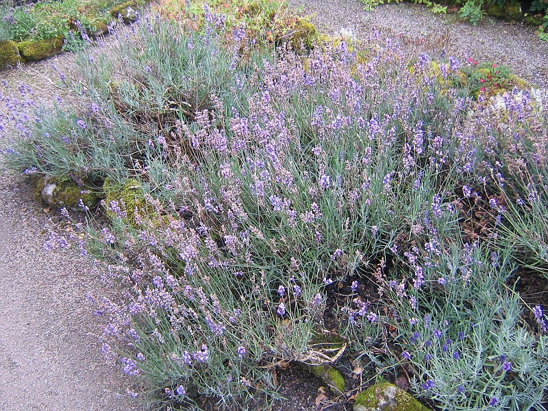 mondiale 2005 035.jpg